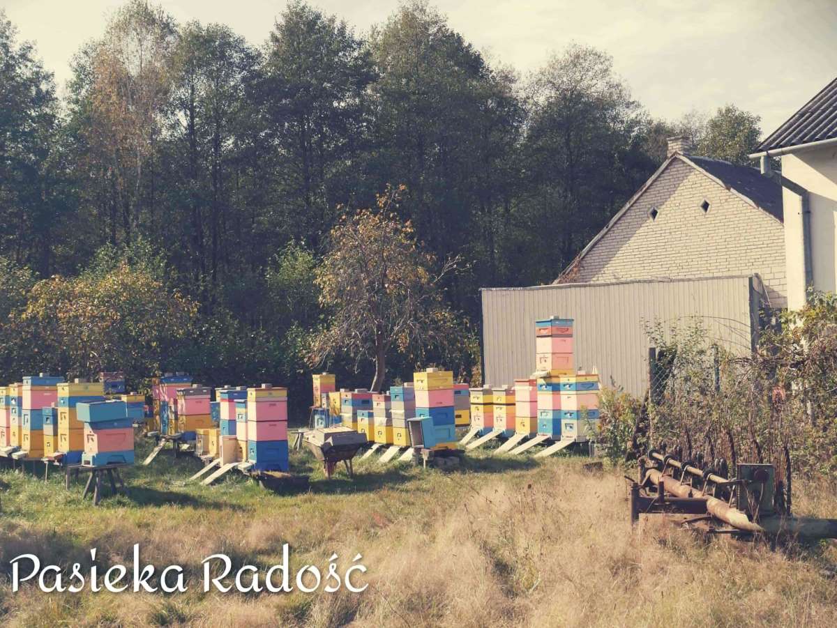 Widok wszystkich uli w Pasiece Radość