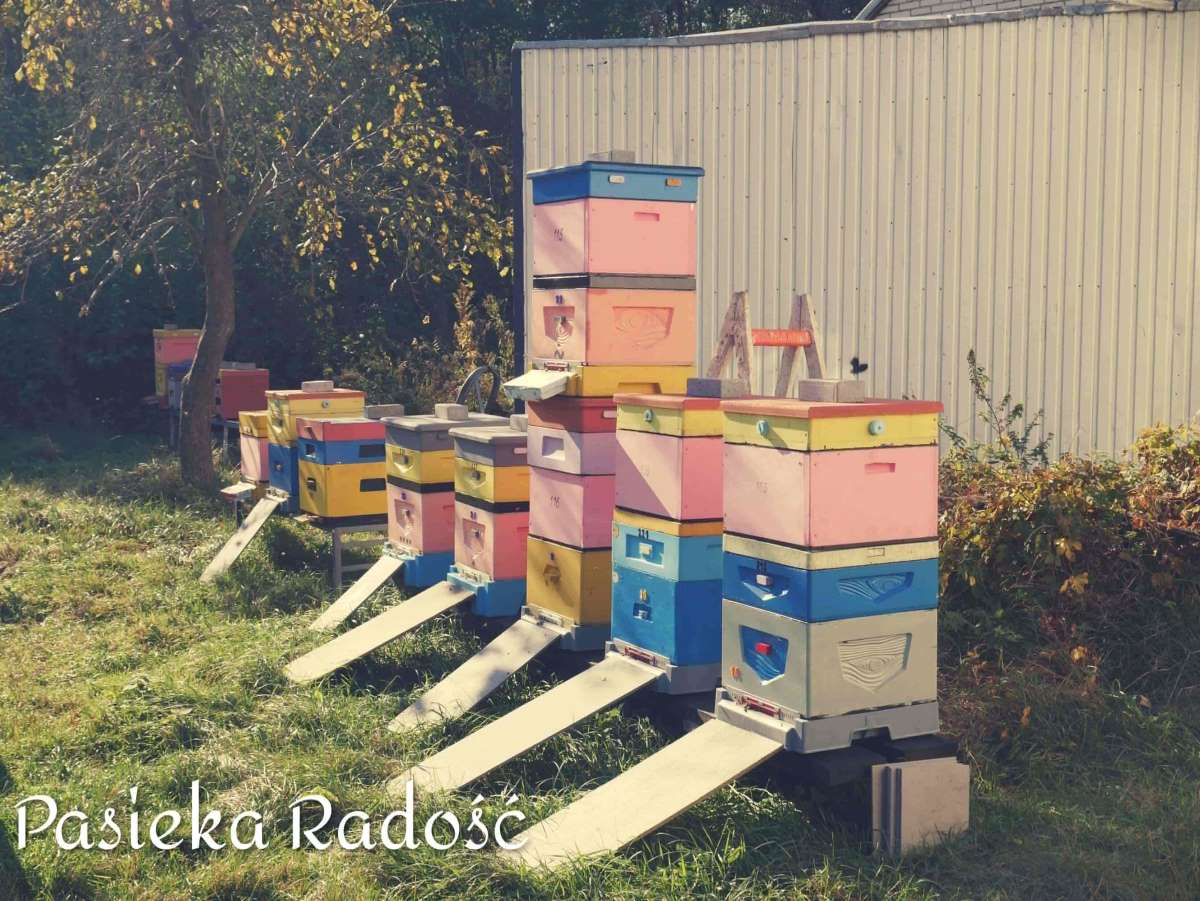 Ule pasieki Radosc