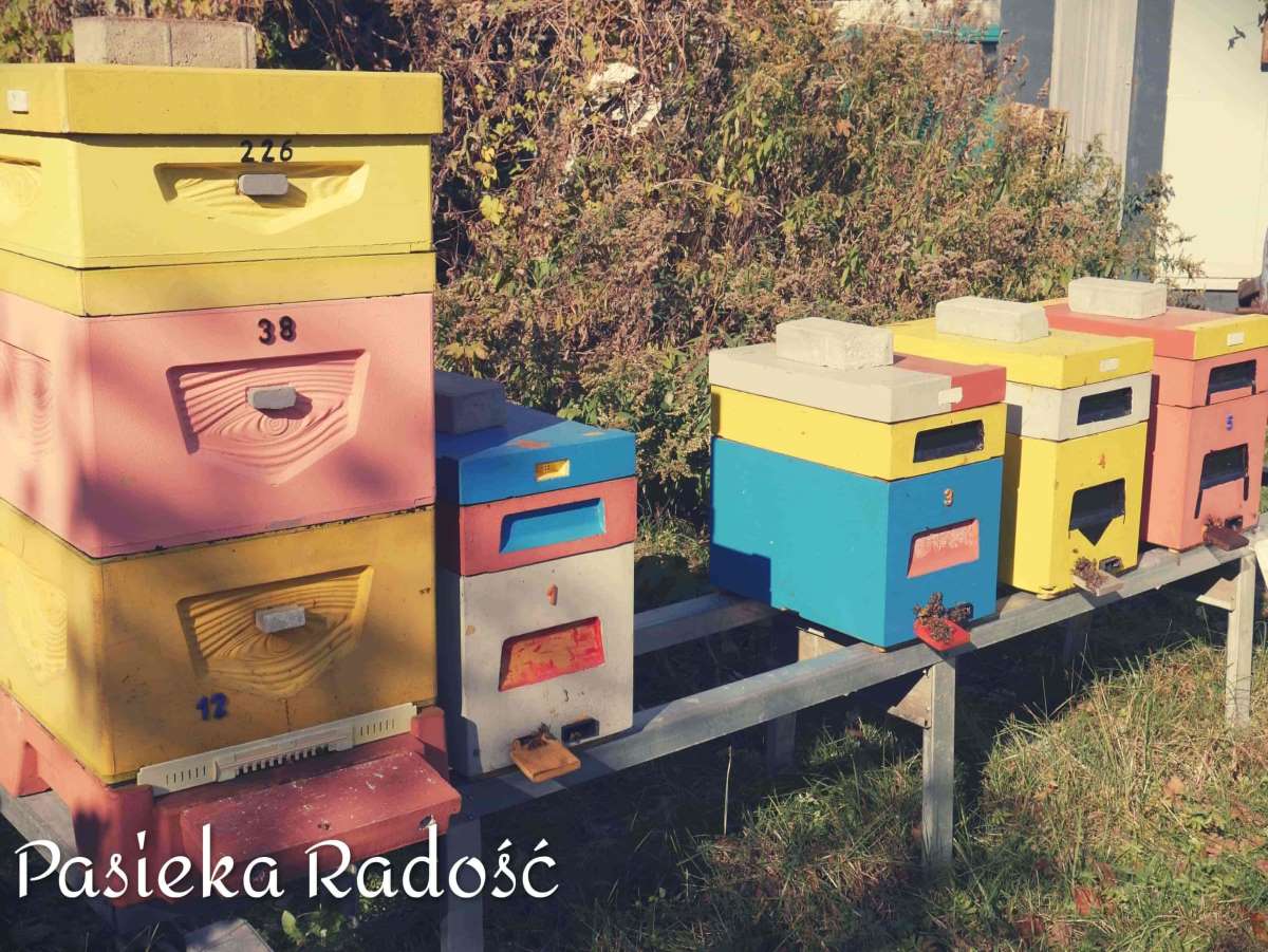 Jednen większy ul i kilka mniejszych w pasiece Radość