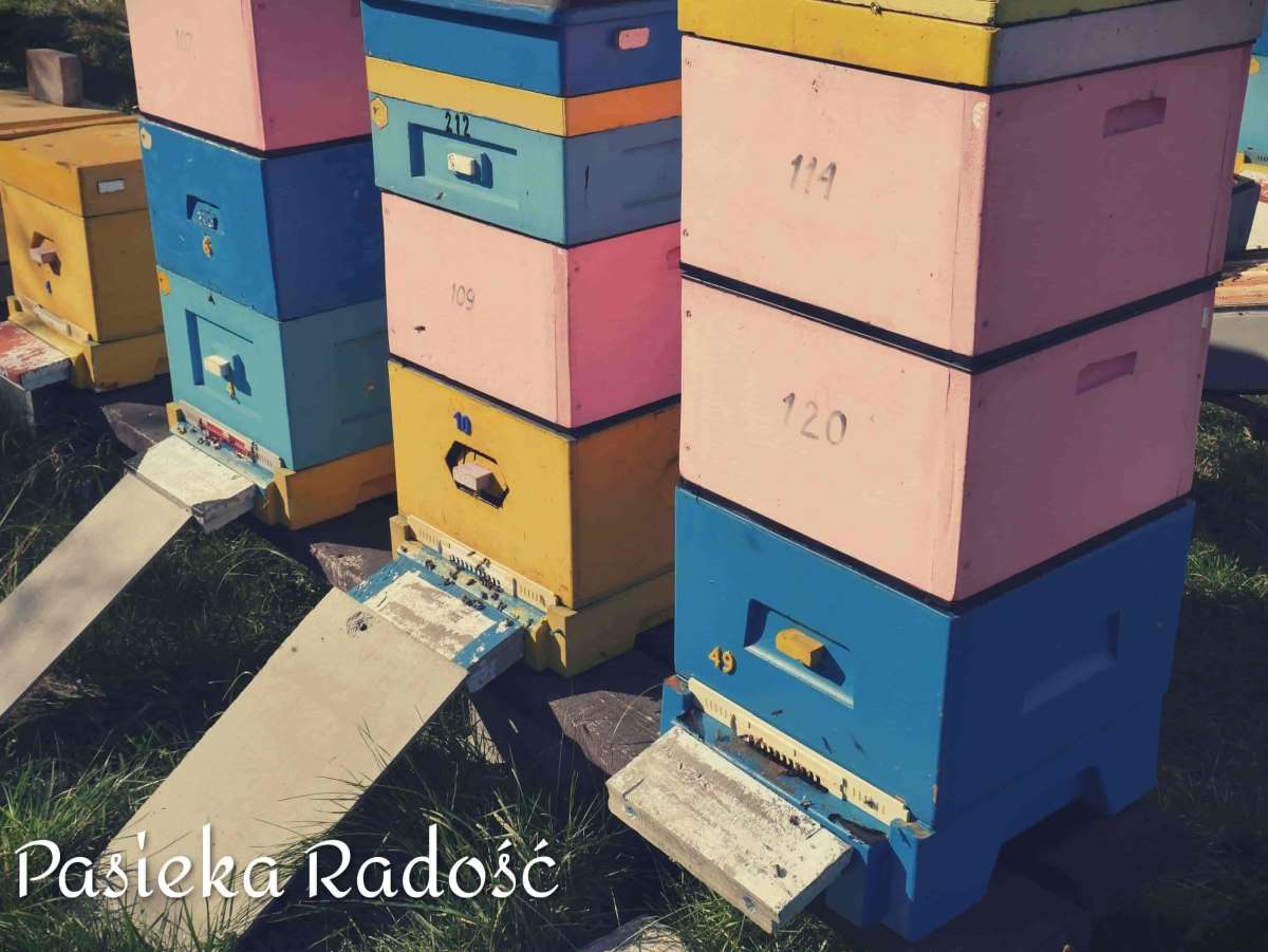 Ule Pasieki Radość w róznych kolorach